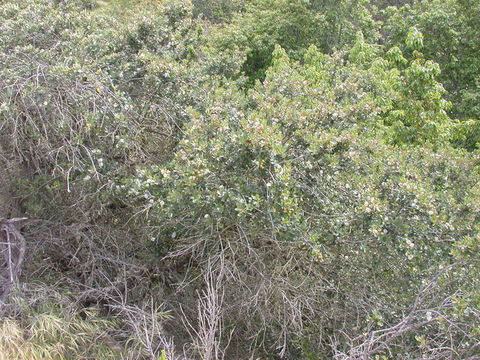 Imagem de Ceanothus megacarpus Nutt.