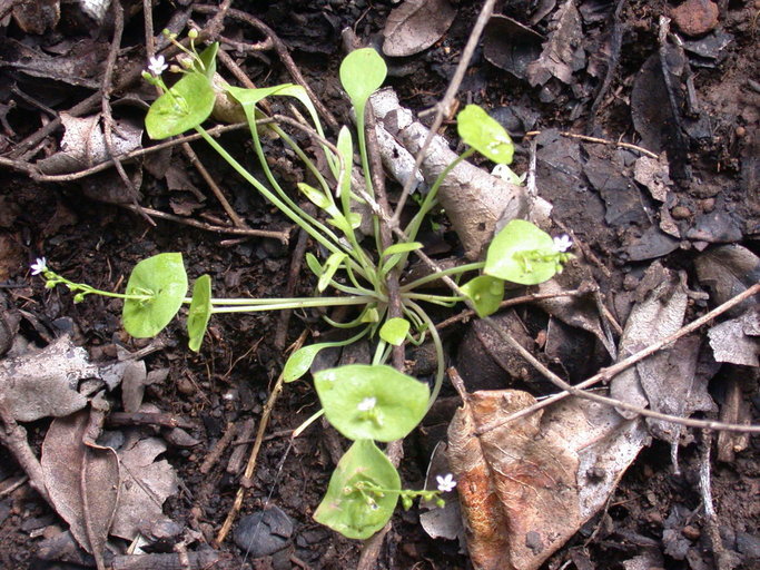 Image of streambank springbeauty