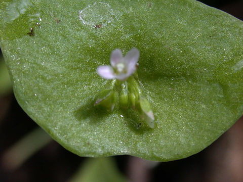 Image of streambank springbeauty