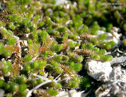 Image of Arizona spikemoss