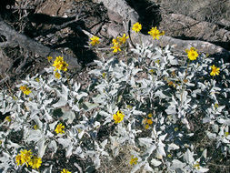 Sivun Encelia farinosa A. Gray ex Torr. kuva