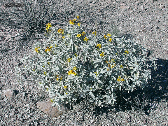 Image of brittlebush