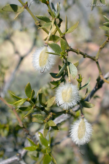 Image of creosote bush