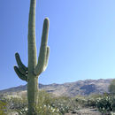 Image de saguaro