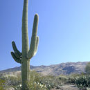 Image of Saguaro Cactus