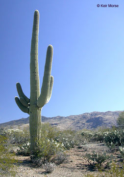 Image of Saguaro Cactus