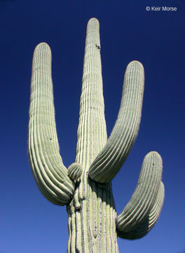 saguaro resmi