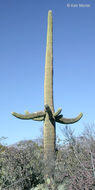 Image of Saguaro Cactus