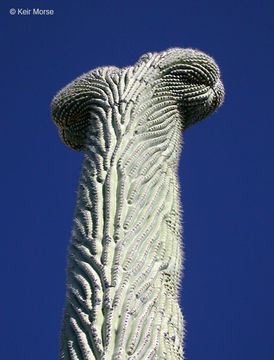 Image of Saguaro Cactus