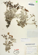 Image of Conejo buckwheat