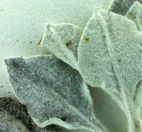 Image of Conejo buckwheat