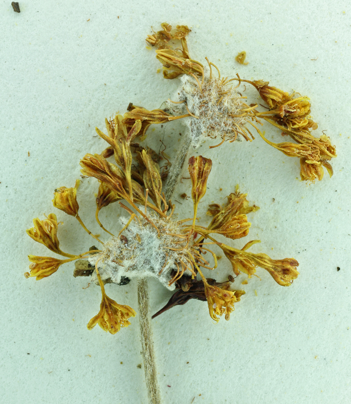 Image of Conejo buckwheat