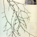 Image of Colorado Desert buckwheat