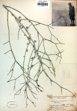 Image of Colorado Desert buckwheat