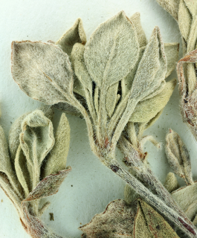 Image of Jaynes Canyon buckwheat