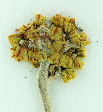 Imagem de Eriogonum diclinum Reveal