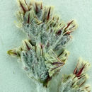 Image of Eastwood's buckwheat