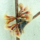 Image of elegant buckwheat