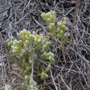 Sivun Cryptantha maritima (Greene) Greene kuva