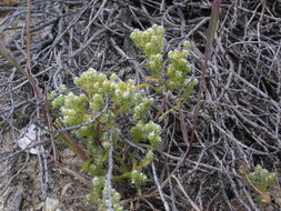 Image de Cryptantha maritima (Greene) Greene