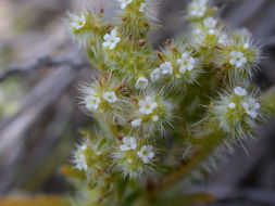 Plancia ëd Cryptantha maritima (Greene) Greene