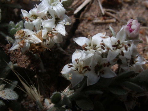 Image of spreading alkaliweed