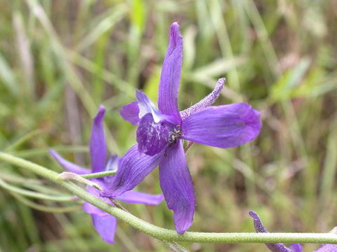 Image of San Bernardino larkspur