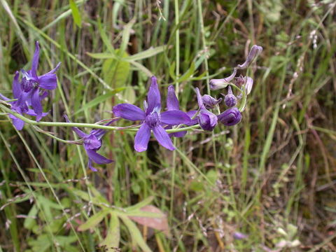 Image of San Bernardino larkspur