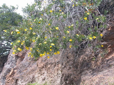 Image of Harford's tree poppy