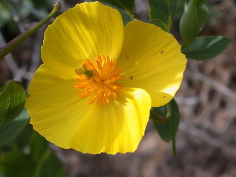 Image of Harford's tree poppy