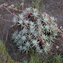 Image of bright green dudleya