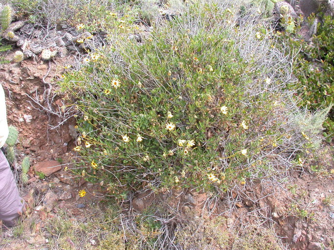 Image of California brittlebush