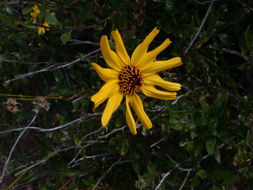 Sivun Encelia californica Nutt. kuva