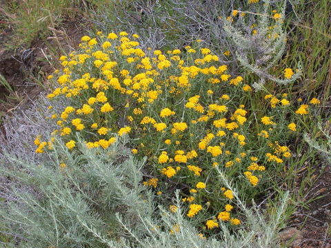 Image of golden-yarrow