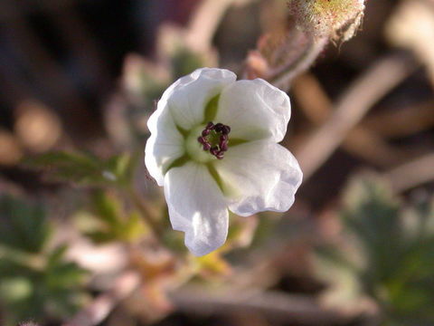 Image of <i>California macrophylla</i>