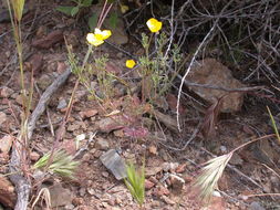 Imagem de Eschscholzia ramosa (Greene) Greene