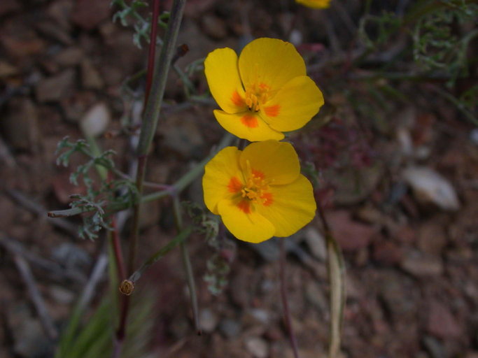 Imagem de Eschscholzia ramosa (Greene) Greene