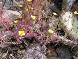 Imagem de Eschscholzia ramosa (Greene) Greene