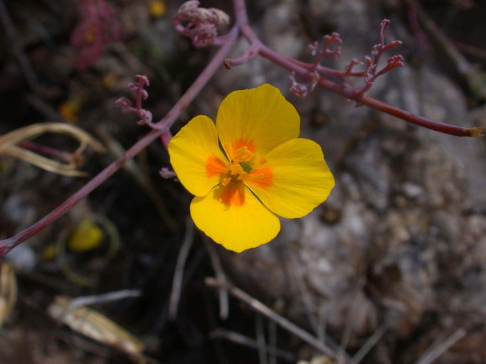 Imagem de Eschscholzia ramosa (Greene) Greene