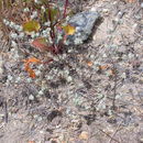 Image of Arizona cottonrose