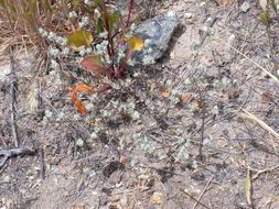 Image of Arizona cottonrose