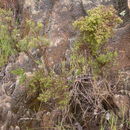 Image of Santa Catalina Island bedstraw