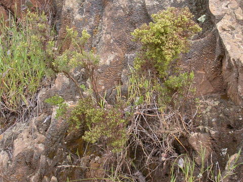 Image of Santa Catalina Island bedstraw