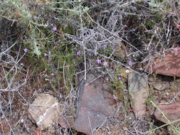 Image of Nevin's gilia