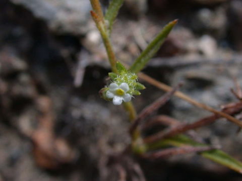 صورة Harpagonella palmeri A. Gray