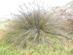 Juncus acutus L. resmi