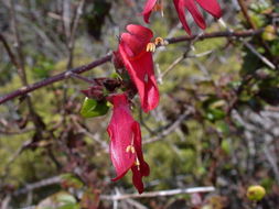 Image of heartleaf keckiella