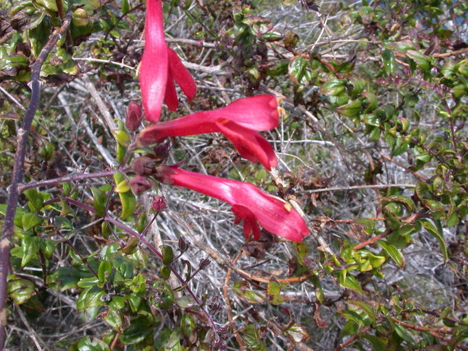 Image of heartleaf keckiella