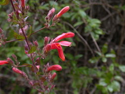 Image of heartleaf keckiella