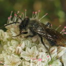 Andrena cerasifolii Cockerell 1896 resmi